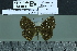  (Cremna actoris - BC-MNHN-LEP01994)  @11 [ ] cc-by (2022) Rodolphe Rougerie mnhn