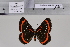  ( - BC-MNHN-LEP02051)  @11 [ ] cc-by (2022) Rodolphe Rougerie mnhn