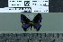  ( - BC-MNHN-LEP02077)  @11 [ ] cc-by (2022) Rodolphe Rougerie mnhn