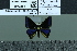  (Symmachia rita - BC-MNHN-LEP02078)  @11 [ ] cc-by (2022) Rodolphe Rougerie mnhn