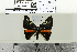  ( - BC-MNHN-LEP02082)  @11 [ ] cc-by (2022) Rodolphe Rougerie mnhn
