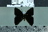  ( - BC-MNHN-LEP02122)  @11 [ ] cc-by (2022) Rodolphe Rougerie mnhn