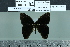 ( - BC-MNHN-LEP02123)  @11 [ ] cc-by (2022) Rodolphe Rougerie mnhn