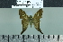  ( - BC-MNHN-LEP02545)  @11 [ ] cc-by (2023) Rodolphe Rougerie mnhn