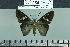  (Chrysoplectrum orpheus - BC-MNHN-LEP02551)  @11 [ ] cc-by (2023) Rodolphe Rougerie mnhn