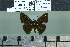  ( - BC-MNHN-LEP02581)  @11 [ ] cc-by (2023) Rodolphe Rougerie mnhn