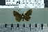  ( - BC-MNHN-LEP02591)  @11 [ ] cc-by (2023) Rodolphe Rougerie mnhn