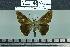  ( - BC-MNHN-LEP02608)  @11 [ ] cc-by (2023) Rodolphe Rougerie mnhn