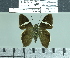  ( - BC-MNHN-LEP02823)  @11 [ ] cc-by (2023) Rodolphe Rougerie mnhn