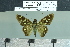  ( - BC-MNHN-LEP02839)  @11 [ ] cc-by (2023) Rodolphe Rougerie mnhn