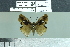  ( - BC-MNHN-LEP02844)  @11 [ ] cc-by (2023) Rodolphe Rougerie mnhn