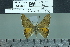  ( - BC-MNHN-LEP02470)  @11 [ ] cc-by (2022) Rodolphe Rougerie mnhn