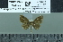  ( - BC-MNHN-LEP02495)  @11 [ ] cc-by (2022) Rodolphe Rougerie mnhn