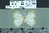  ( - BC-MNHN-LEP02500)  @11 [ ] cc-by (2022) Rodolphe Rougerie mnhn
