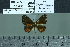  ( - BC-MNHN-LEP02510)  @11 [ ] cc-by (2022) Rodolphe Rougerie mnhn