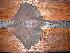  (Zearaja - INIDEP-T 0018)  @13 [ ] Unspecified (default): All Rights Reserved  Unspecified Unspecified