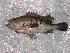  (Acanthistius patachonicus - INIDEP-T 0225)  @14 [ ] Unspecified (default): All Rights Reserved  Unspecified Unspecified