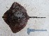  ( - UNMDP-T 0015)  @12 [ ] No Rights Reserved  Unspecified Unspecified