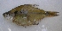  (Hyphessobrycon meridionalis - UNMDP-T 0286)  @13 [ ] Unspecified (default): All Rights Reserved  Unspecified Unspecified