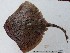  ( - UNMDP-T 0196)  @11 [ ] Unspecified (default): All Rights Reserved  Unspecified Unspecified