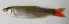  (Aphyocharax dentatus - UNMDP T 561)  @13 [ ] Unspecified (default): All Rights Reserved  Unspecified Unspecified