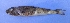  ( - UNMDP T 942)  @11 [ ] Unspecified (default): All Rights Reserved  Unspecified Unspecified