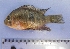  (Gymnogeophagus meridionalis - UNMDP T 1014)  @14 [ ] Unspecified (default): All Rights Reserved  Unspecified Unspecified
