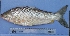  (Leporinus - UNMDP-T 1270)  @14 [ ] Unspecified (default): All Rights Reserved  Unspecified Unspecified