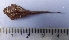  (Aspredinidae - UNMDP-T 1612)  @13 [ ] Unspecified (default): All Rights Reserved  Unspecified Unspecified