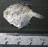  ( - UNMDP-T 0163)  @14 [ ] Unspecified (default): All Rights Reserved  Unspecified Unspecified