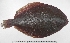  (Rhombosoleinae - UNMDP-T 2063)  @14 [ ] Unspecified (default): All Rights Reserved  Unspecified Unspecified