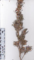  ( - AMM3171)  @11 [ ] No Rights Reserved  Unspecified Unspecified