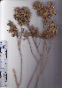  ( - AMM3468)  @11 [ ] No Rights Reserved  Unspecified Unspecified