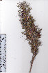  ( - AMM3547)  @11 [ ] No Rights Reserved  Unspecified Unspecified