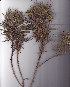  ( - AMM3609)  @11 [ ] No Rights Reserved  Unspecified Unspecified