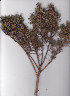  ( - AMM3610)  @11 [ ] No Rights Reserved  Unspecified Unspecified