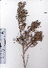  ( - AMM3614)  @11 [ ] No Rights Reserved  Unspecified Unspecified