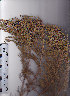  ( - AMM3614)  @11 [ ] No Rights Reserved  Unspecified Unspecified