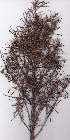  ( - AMM3823)  @11 [ ] No Rights Reserved  Unspecified Unspecified