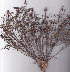  ( - AMM4039)  @11 [ ] No Rights Reserved  Unspecified Unspecified