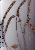  ( - AMM4434)  @11 [ ] No Rights Reserved  Unspecified Unspecified