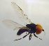  ( - Fauna-Ost-1000401)  @11 [ ] CreativeCommons  Attribution Share-Alike (by-sa) 4.0 (2015) Unspecified Zoologisches Forschungsmuseum Alexander Koenig