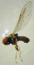 ( - Fauna-Ost-1000587)  @11 [ ] CreativeCommons  Attribution Share-Alike (by-sa) 4.0 (2016) Unspecified Zoologisches Forschungsmuseum Alexander Koenig