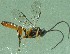  (Campoletis chlorideae - FAW08)  @11 [ ] Unspecified (default): All Rights Reserved (2022) Ramesh Babu Maharana Pratap University of Agriculture and Technology
