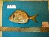  ( - D.VULG_Az28_6719)  @13 [ ] Unspecified (default): All Rights Reserved  Unspecified Unspecified