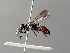 ( - BC ZSM HYM 04860)  @13 [ ] CreativeCommons - Attribution Non-Commercial Share-Alike (2010) Stefan Schmidt SNSB, Zoologische Staatssammlung Muenchen