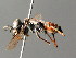 ( - BC ZSM HYM 04867)  @13 [ ] CreativeCommons - Attribution Non-Commercial Share-Alike (2010) Stefan Schmidt SNSB, Zoologische Staatssammlung Muenchen