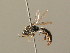  (Crossocerus quadrimaculatus - BC ZSM HYM 04337)  @15 [ ] CreativeCommons - Attribution Non-Commercial Share-Alike (2010) Stefan Schmidt SNSB, Zoologische Staatssammlung Muenchen