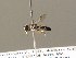  (Crossocerus wesmaeli - BC ZSM HYM 04348)  @14 [ ] CreativeCommons - Attribution Non-Commercial Share-Alike (2010) Stefan Schmidt SNSB, Zoologische Staatssammlung Muenchen