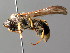  ( - BC ZSM HYM 04751)  @13 [ ] CreativeCommons - Attribution Non-Commercial Share-Alike (2010) Unspecified SNSB, Zoologische Staatssammlung Muenchen